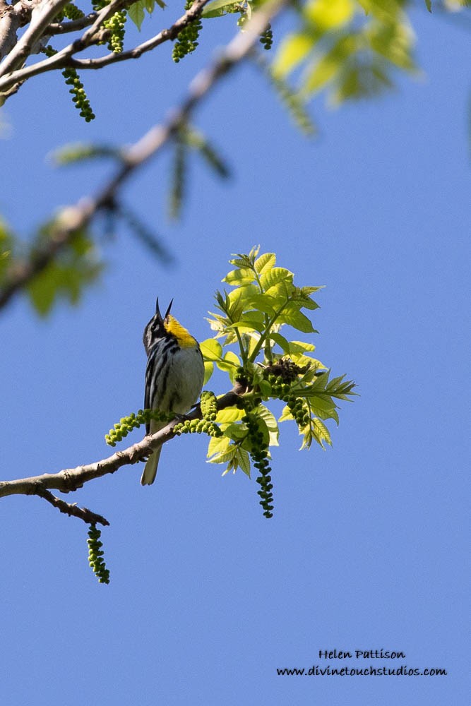 Yellow-throated Warbler - ML240403901