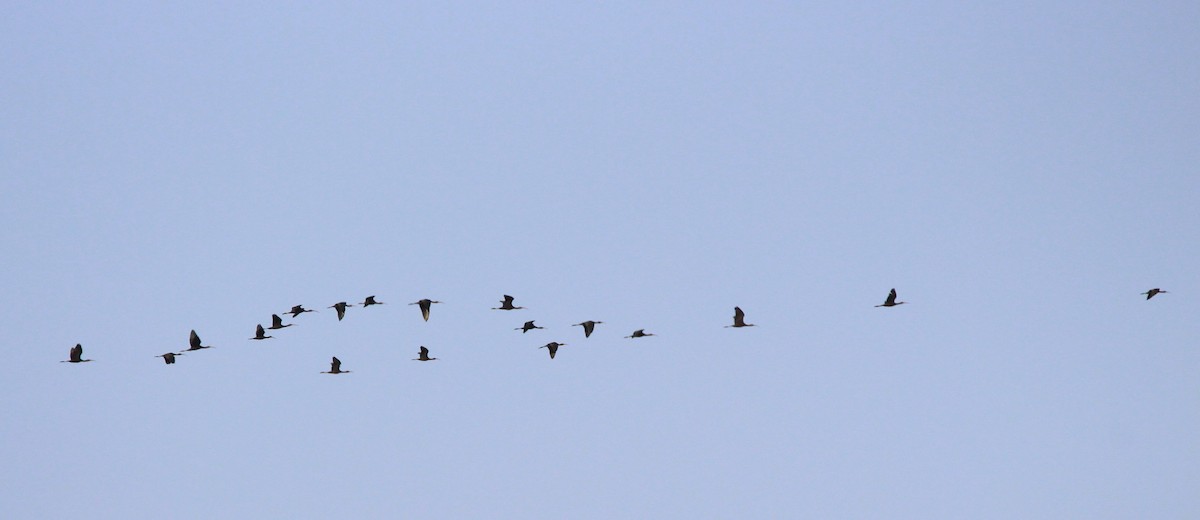 Beltzaran arrunta - ML240404311