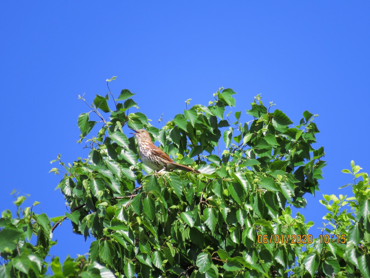 Brown Thrasher - ML240406461