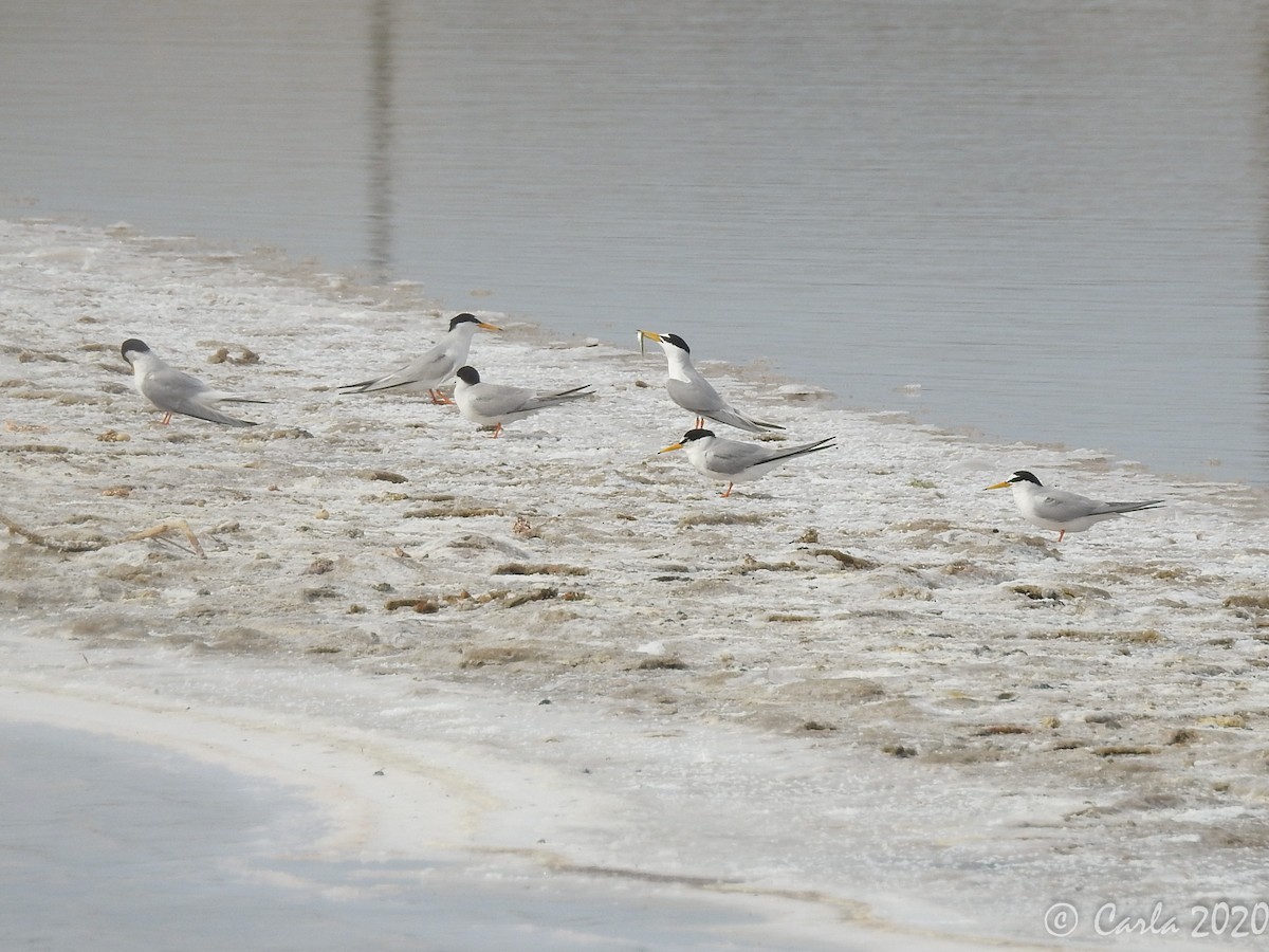 Little Tern - ML240406481