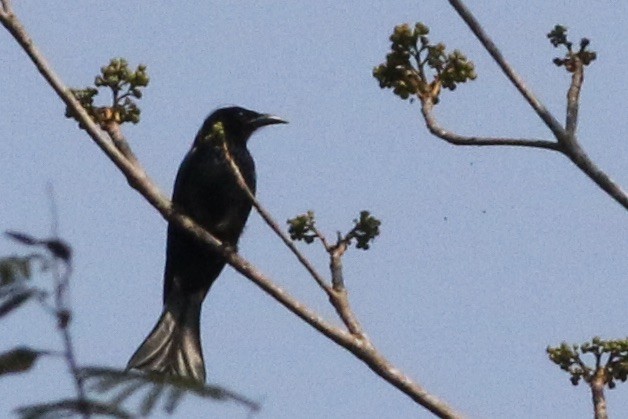 Hair-crested Drongo - ML240406631