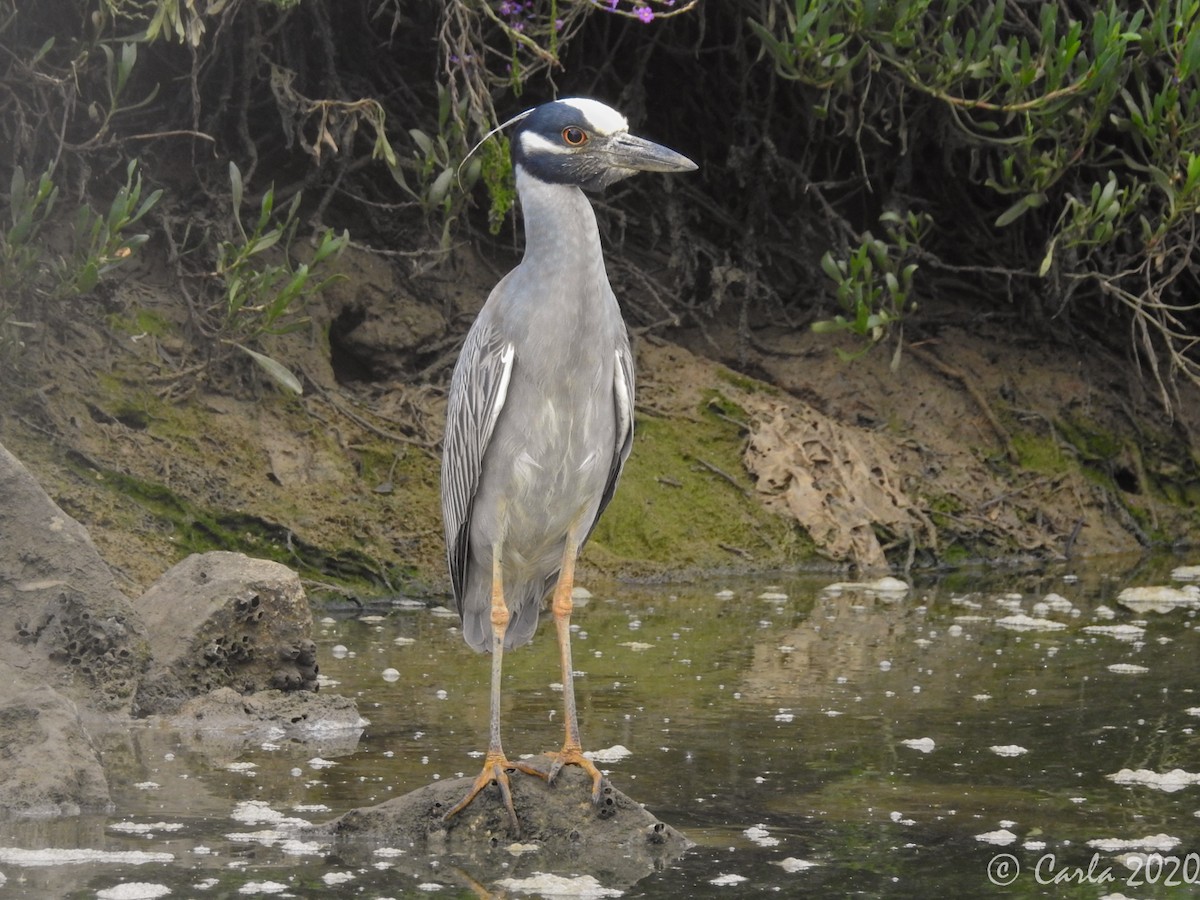 Yellow-crowned Night Heron - ML240406821