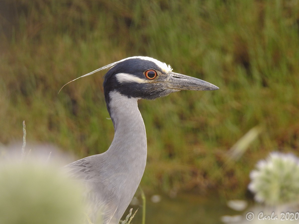 Yellow-crowned Night Heron - ML240407021