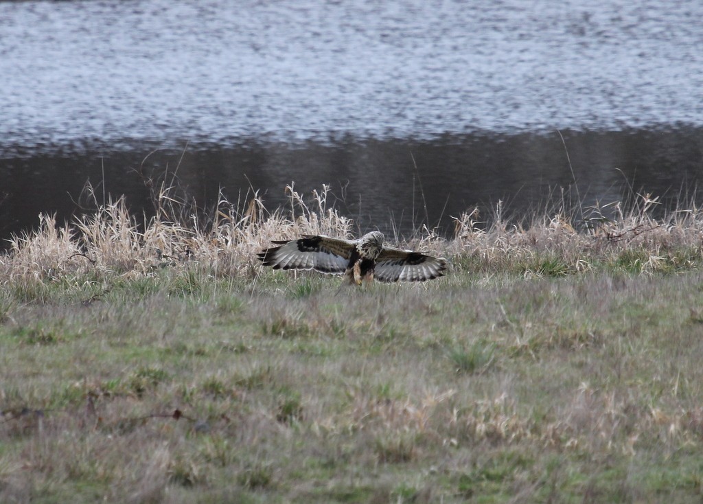 Rough-legged Hawk - Jason Crotty