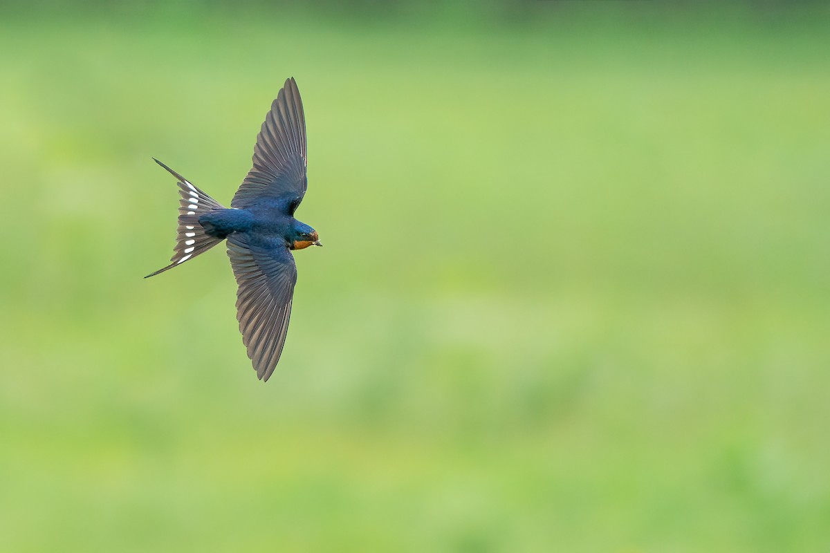 Barn Swallow - Ryan Sanderson