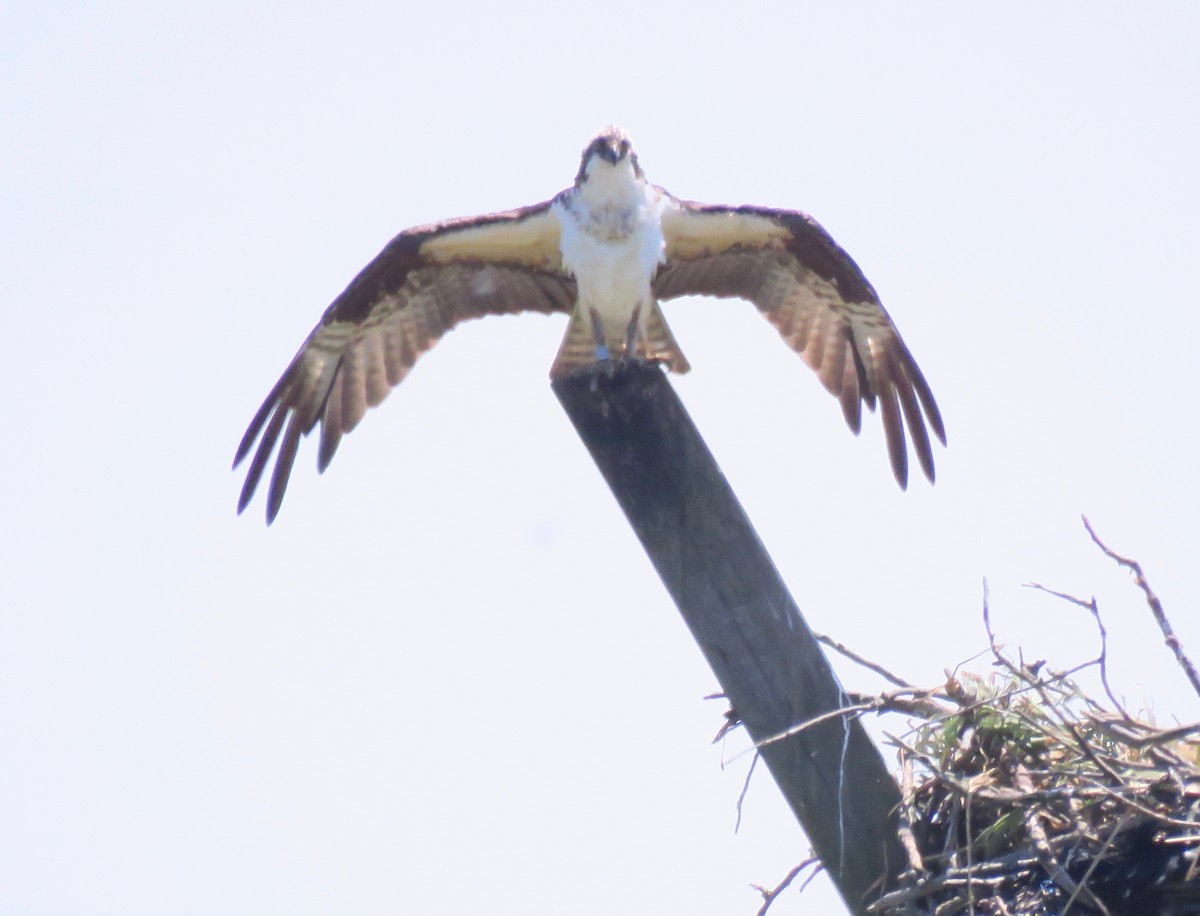 Загасч явлаг - ML240409831