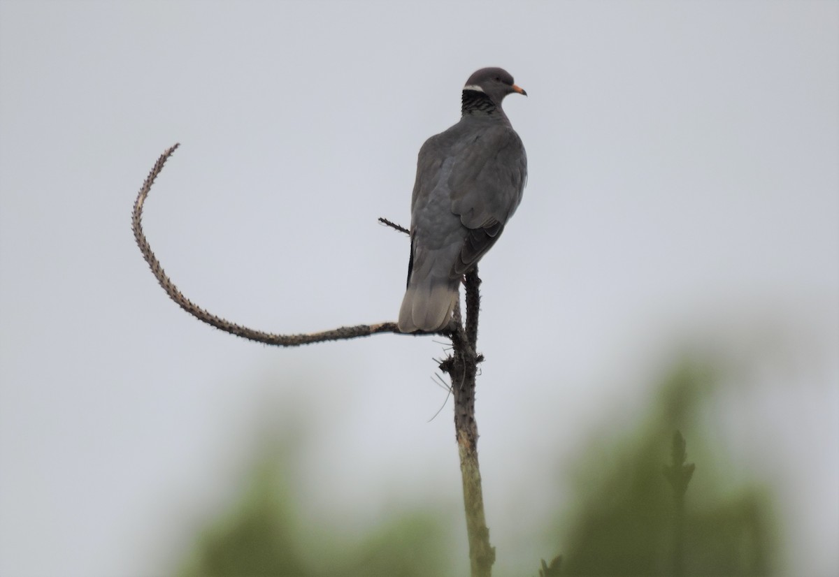 Band-tailed Pigeon - Dan Kadra