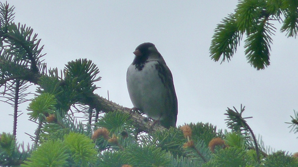 Harris's Sparrow - ML240411081