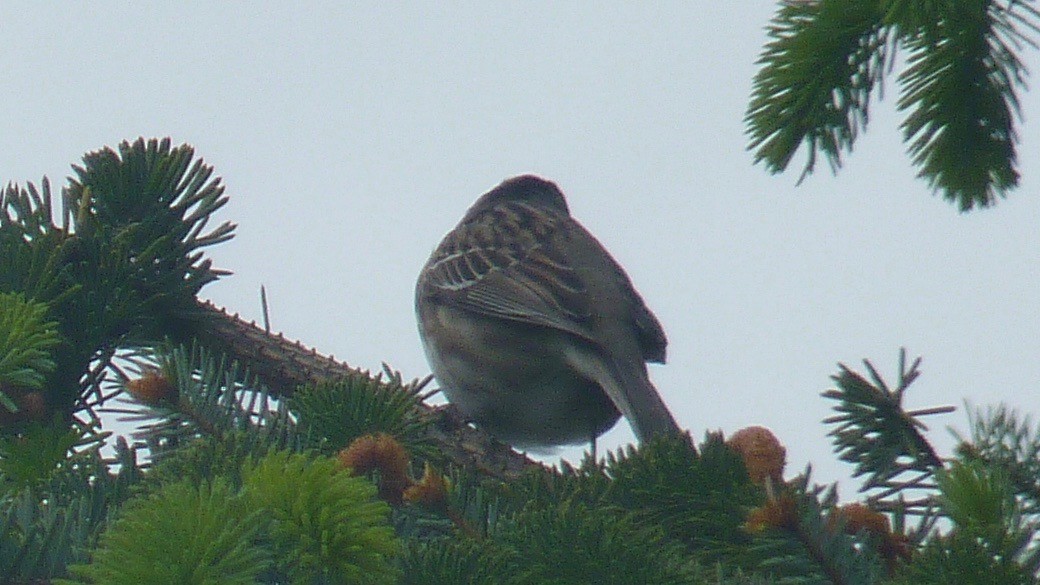 Harris's Sparrow - ML240411111