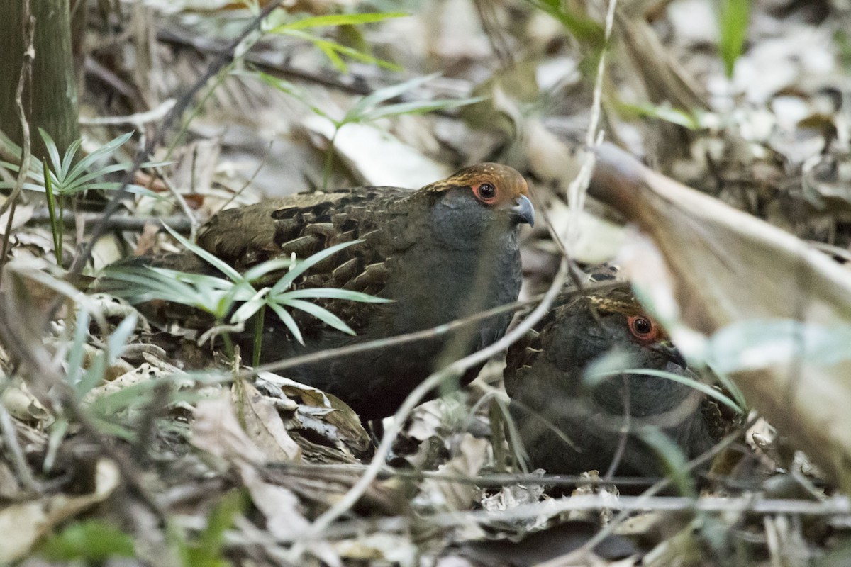 Spot-winged Wood-Quail - ML240411171