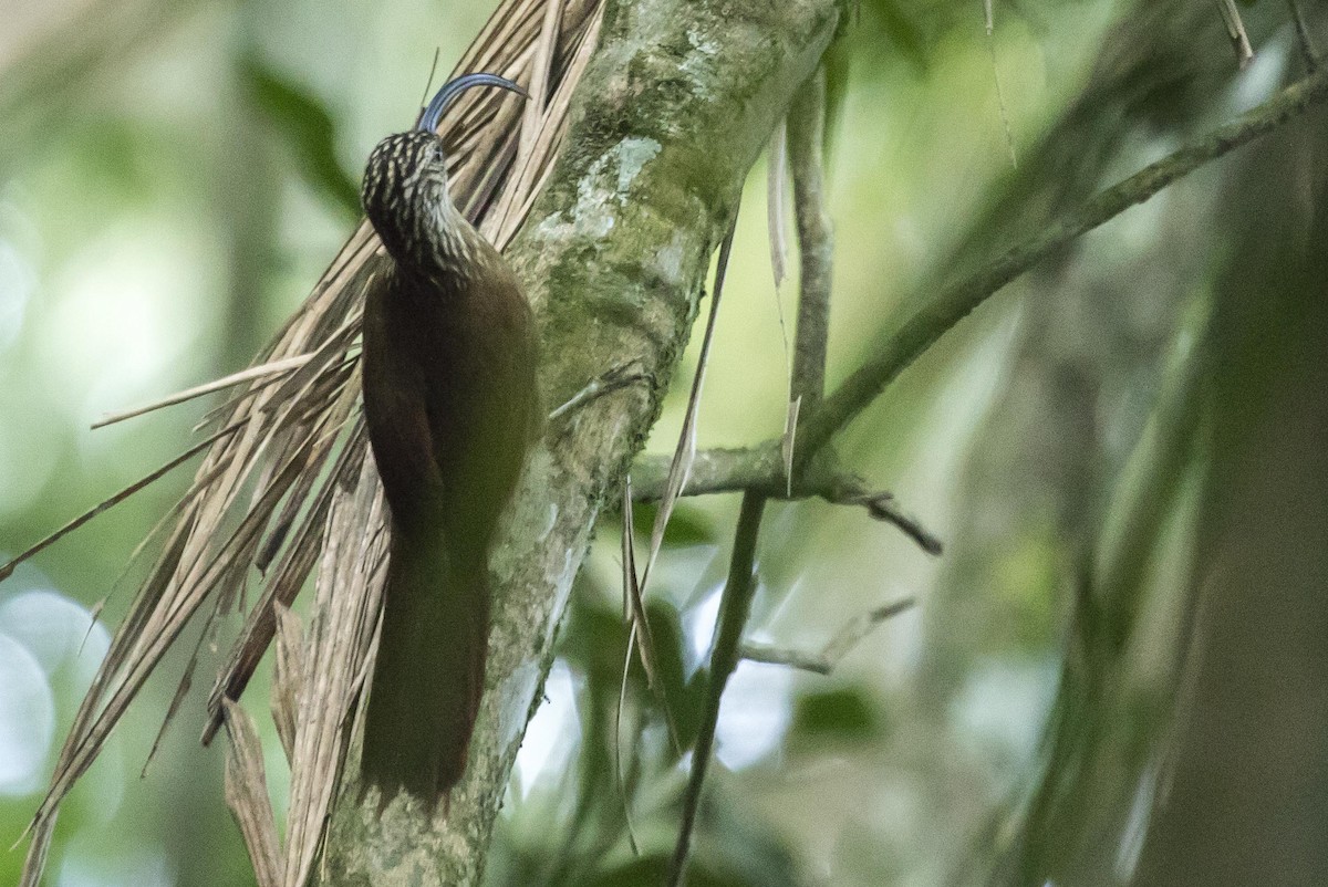 Black-billed Scythebill - ML240411241