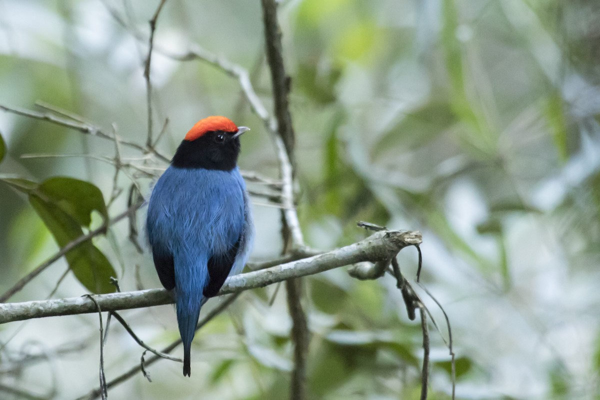 Swallow-tailed Manakin - ML240411331