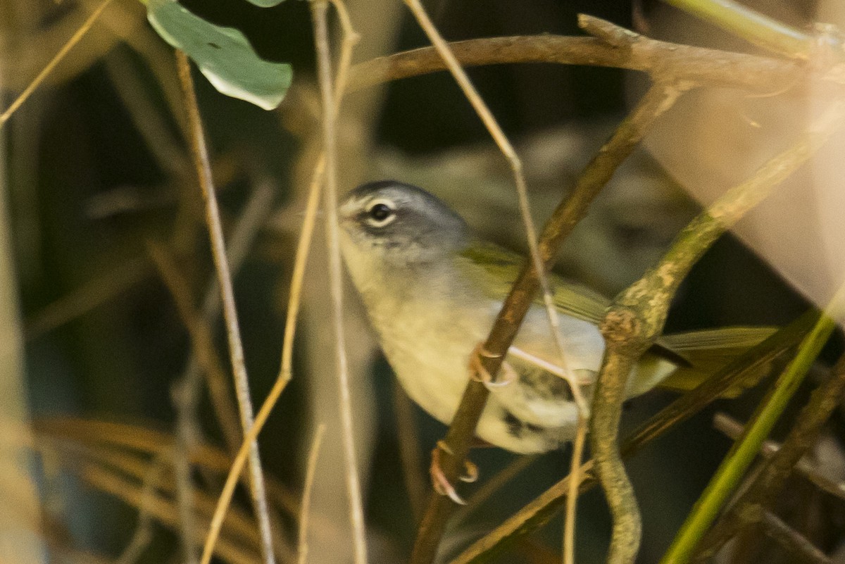 White-browed Warbler - Claudio SOUZA