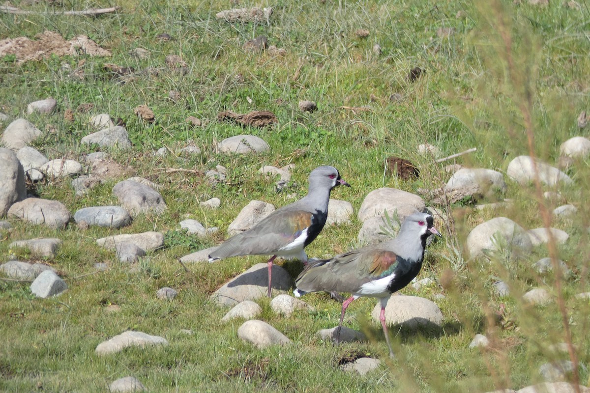 Southern Lapwing - ML240411591
