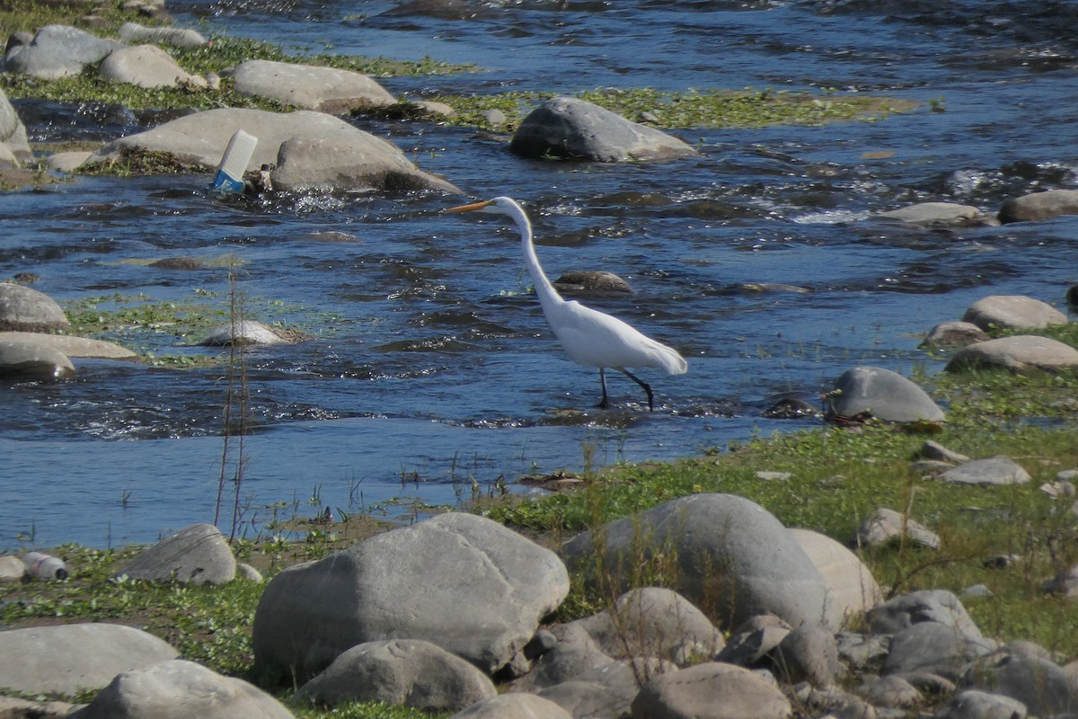 Great Egret - ML240411641