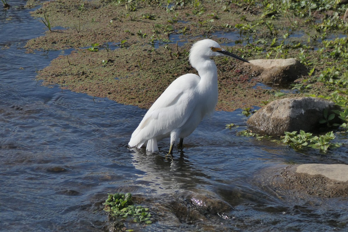 Snowy Egret - ML240411671