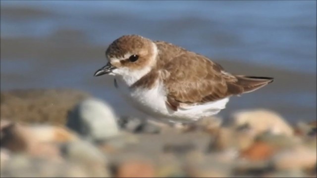 Javan Plover - ML240411731