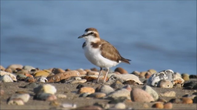 Javan Plover - ML240412121