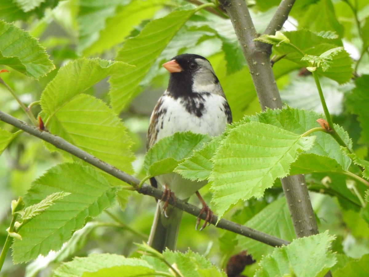 Harris's Sparrow - ML240412151