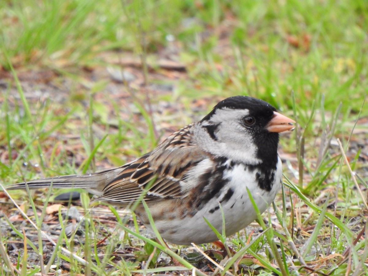 Harris's Sparrow - ML240412161