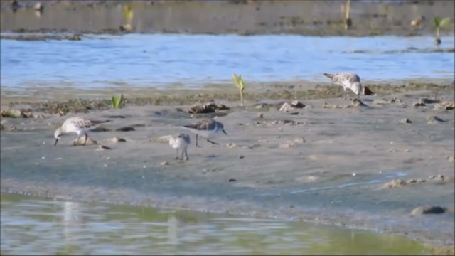 Rotkehl-Strandläufer - ML240412611