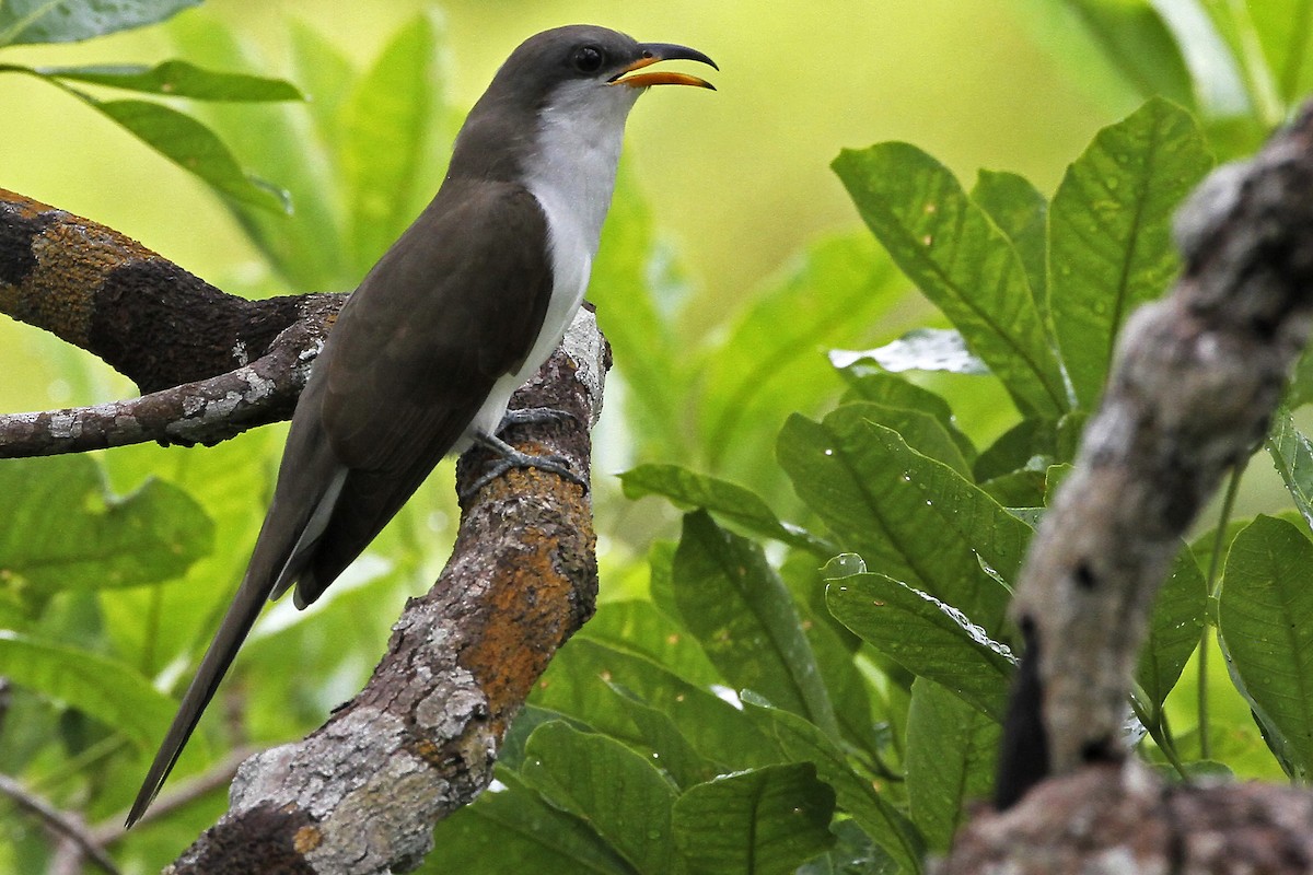 Pearly-breasted Cuckoo - ML240413431