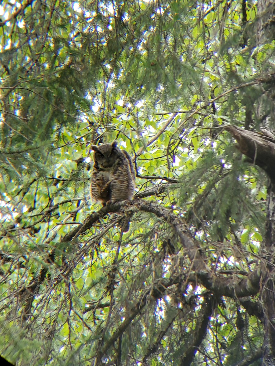 Great Horned Owl - ML240414191