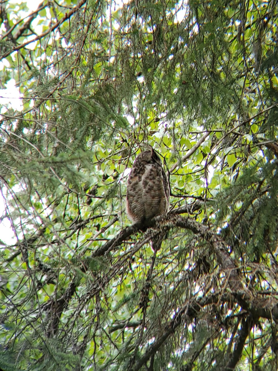 Great Horned Owl - ML240414211