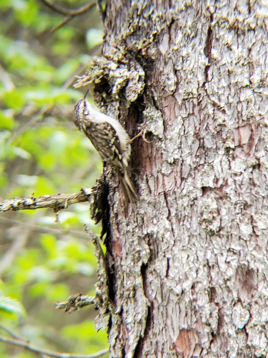 Brown Creeper - ML240414311