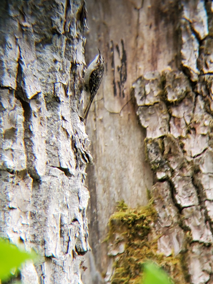 Brown Creeper - ML240414431