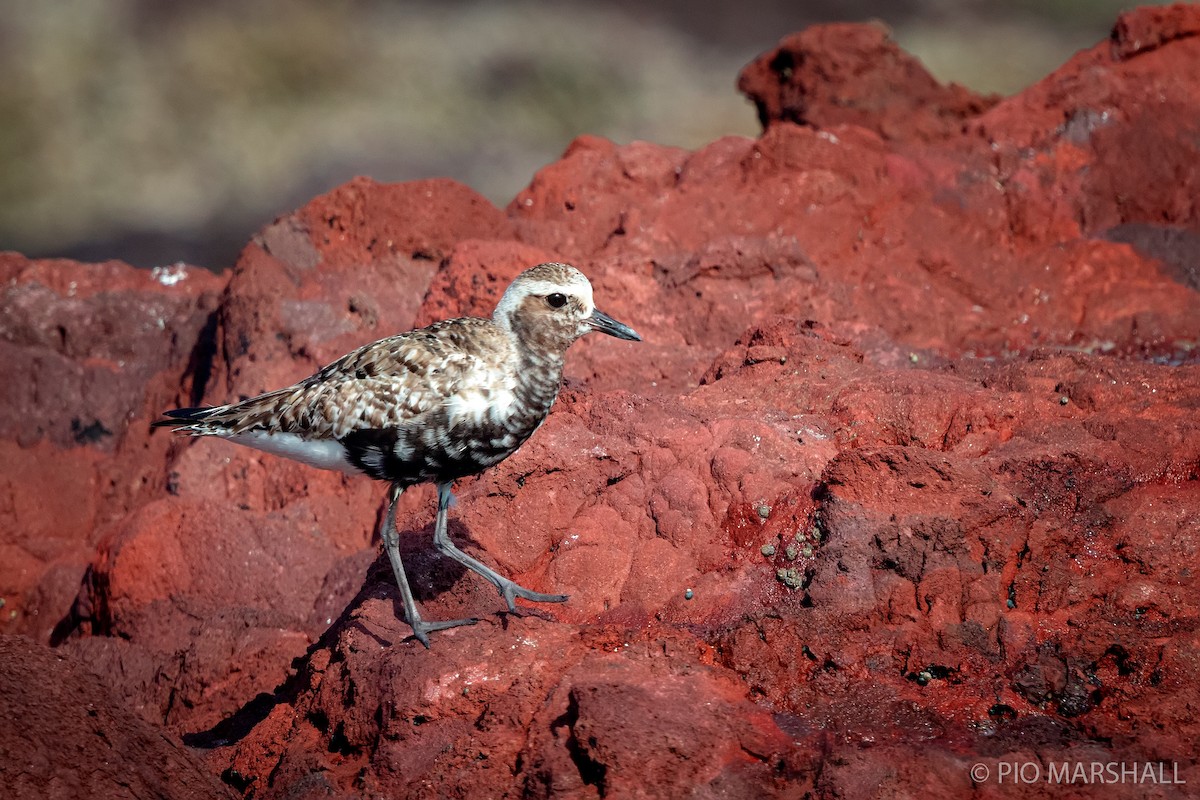 Black-bellied Plover - ML240415571