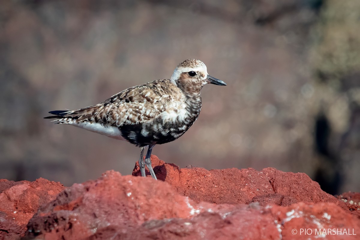 Black-bellied Plover - ML240415581