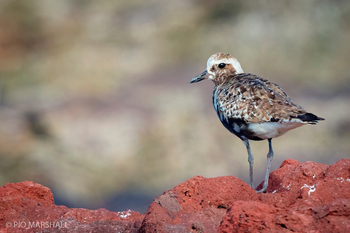 Black-bellied Plover - ML240415621