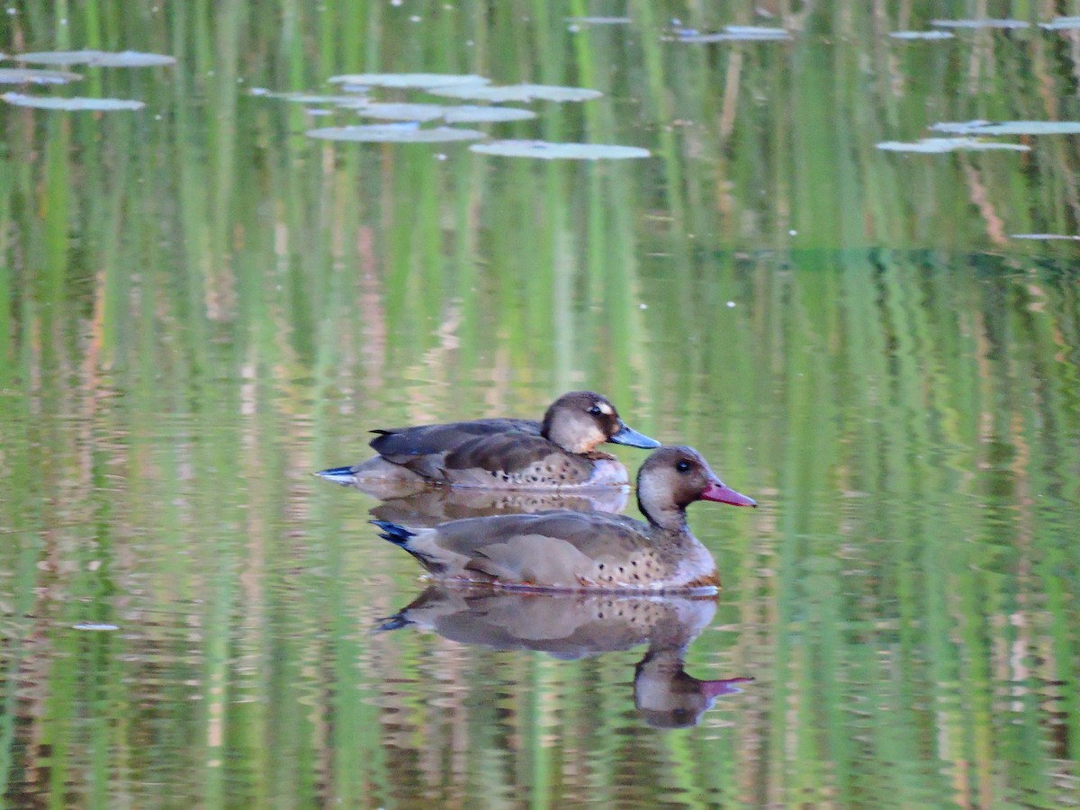 Brazilian Teal - Lucas Porto