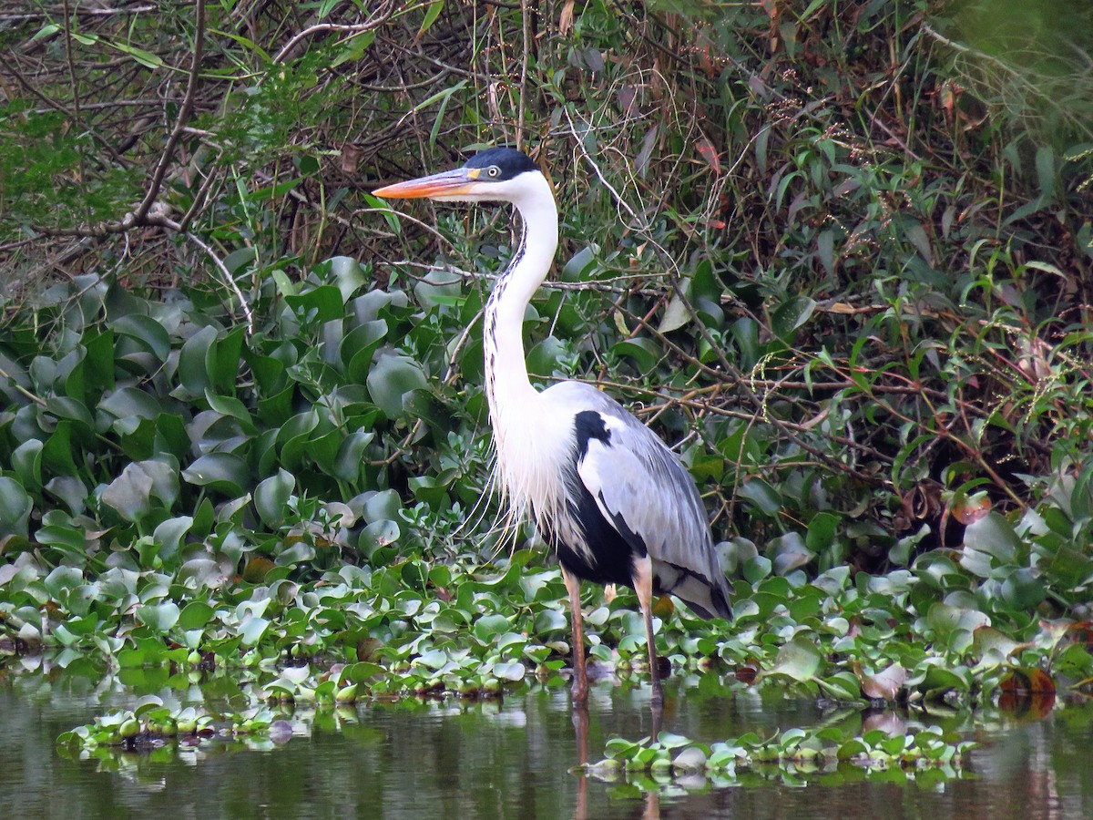 Cocoi Heron - ML240416241