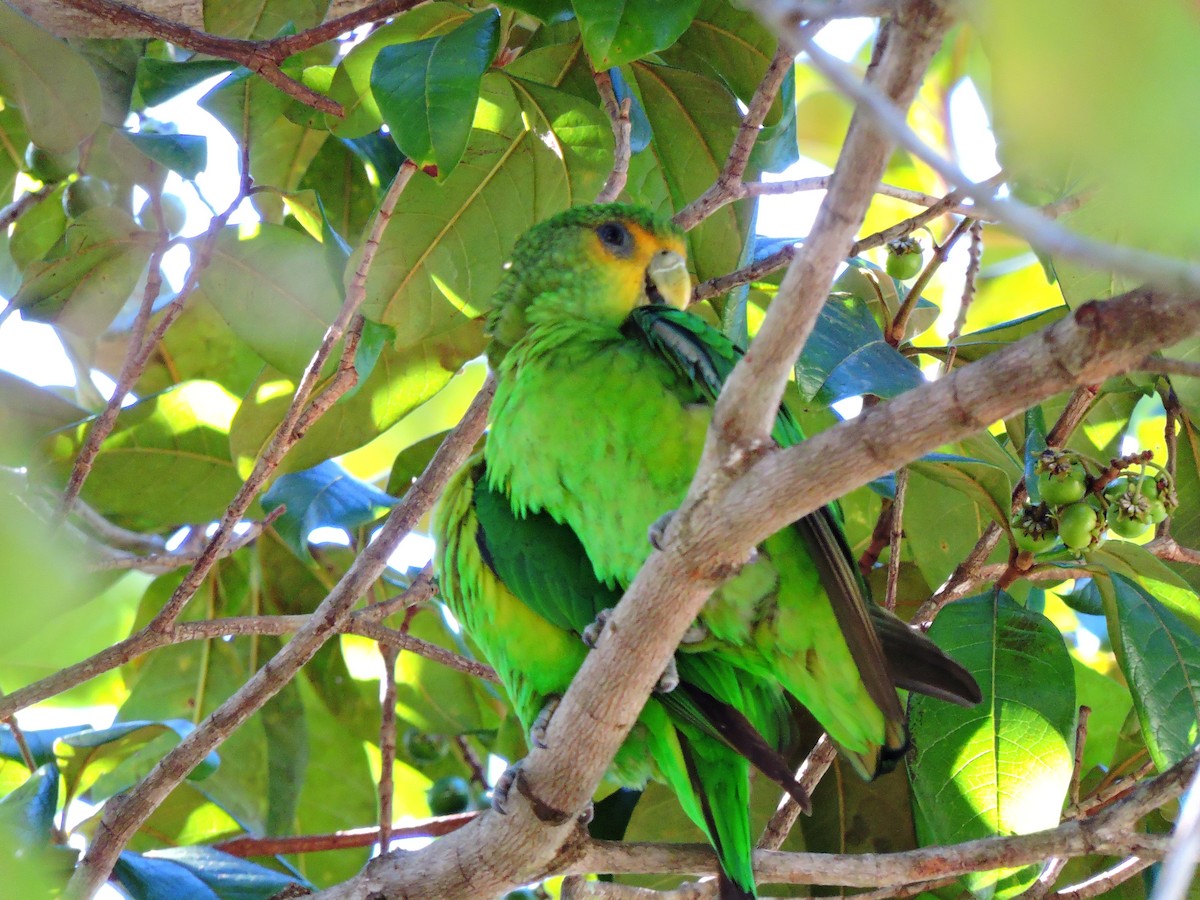 Golden-tailed Parrotlet - Lucas Porto