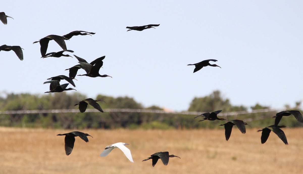 Beltzaran arrunta - ML240417351