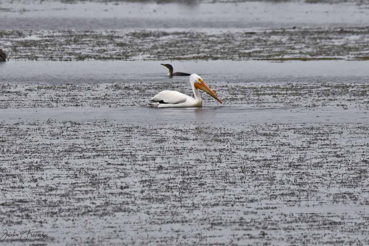 American White Pelican - ML240418761