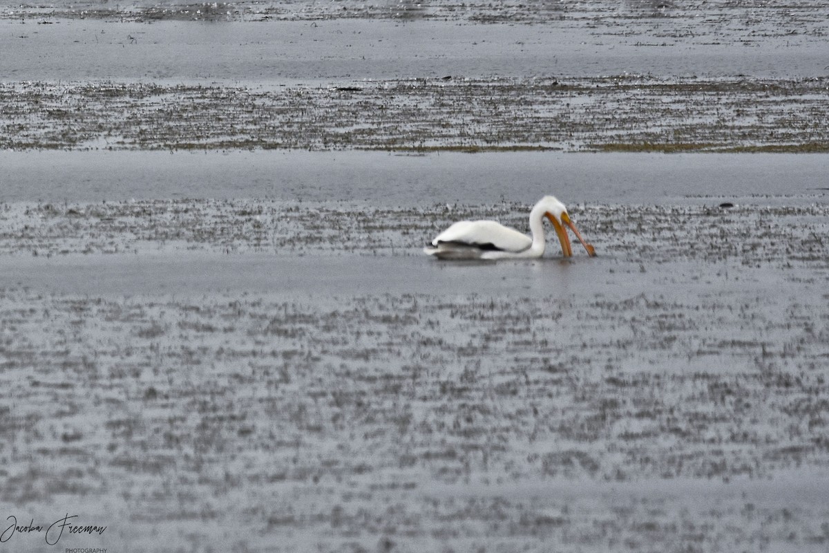 American White Pelican - ML240418801