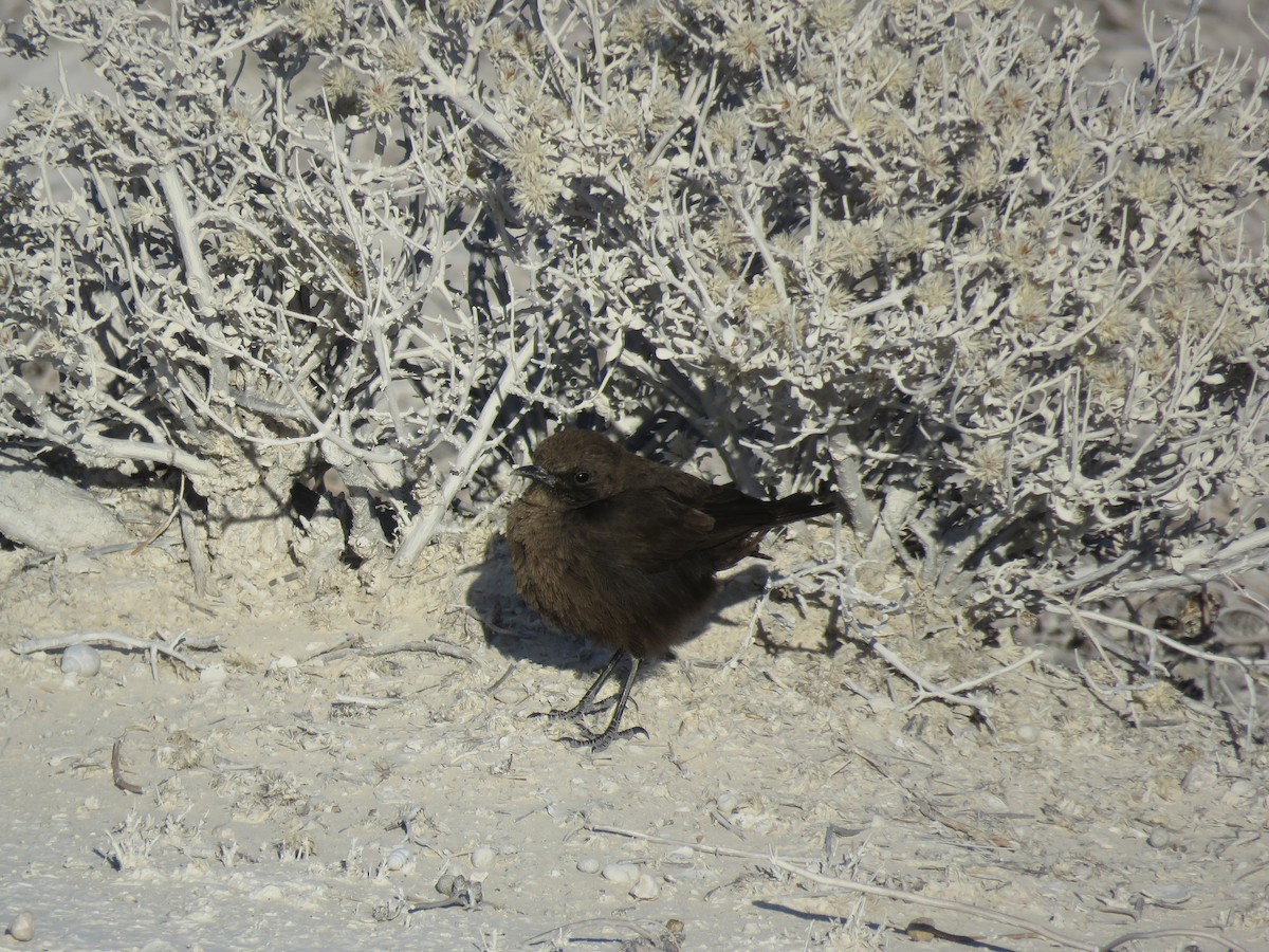 Southern Anteater-Chat - ML240418831