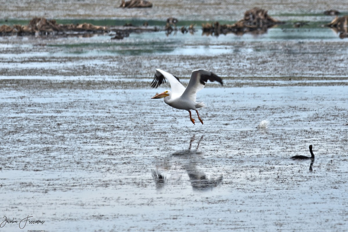 American White Pelican - ML240418851