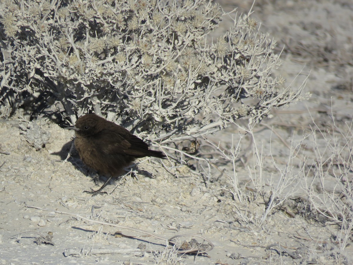 Southern Anteater-Chat - ML240418931