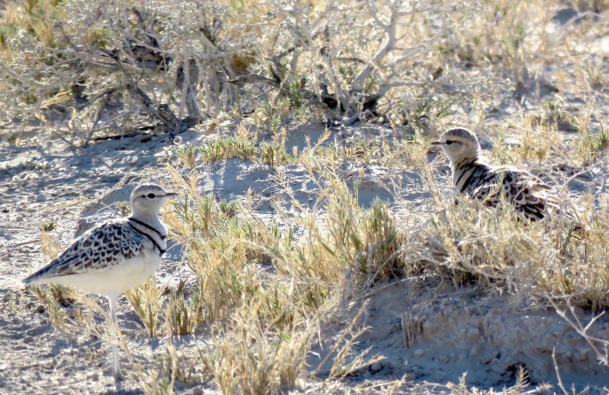 Double-banded Courser - ML240419251