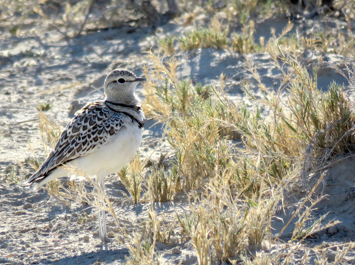 Double-banded Courser - ML240419321