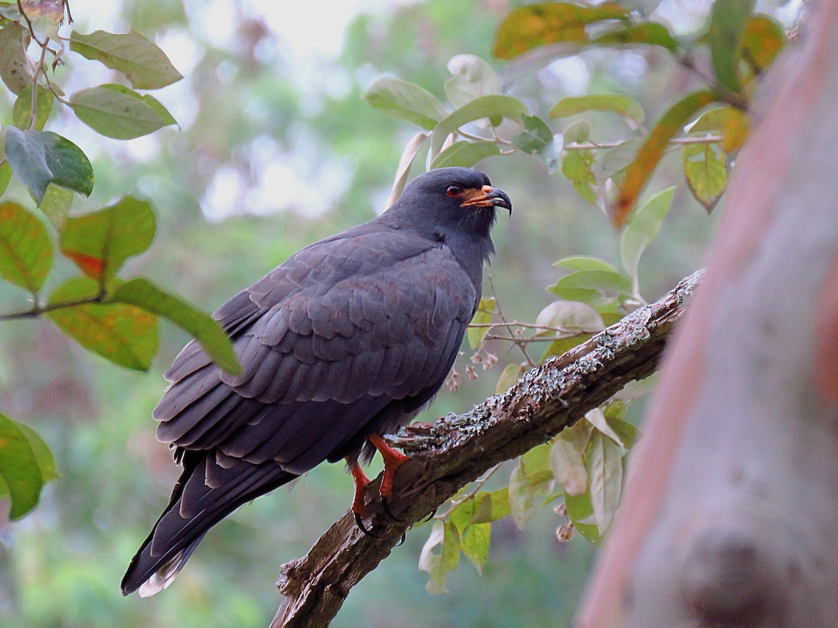 Snail Kite - ML240419881