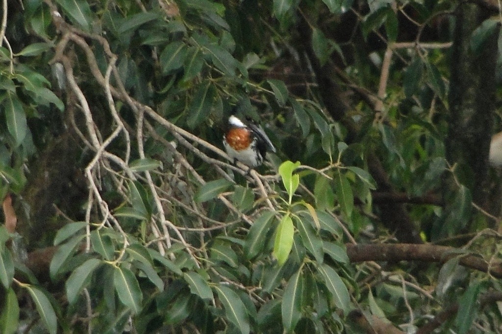 Amazon Kingfisher - Carlos Otávio Gussoni