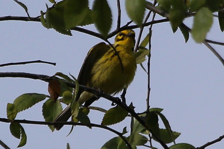 Prairie Warbler - Greg Page