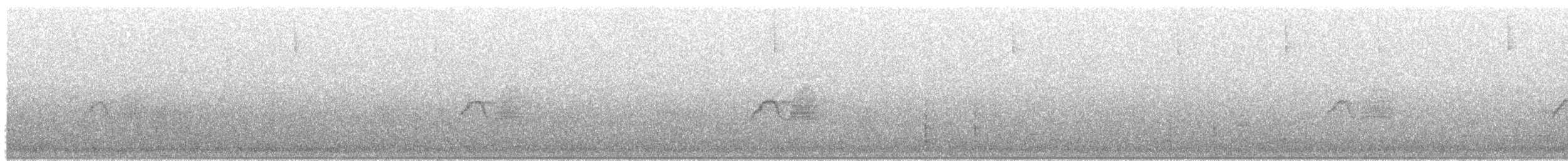 Светлобрюхий фиби - ML240420081
