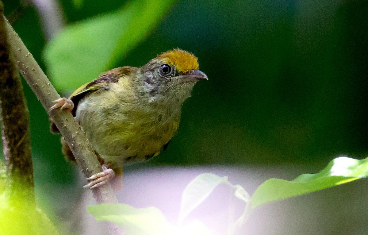 Tawny-crowned Greenlet - ML240420831