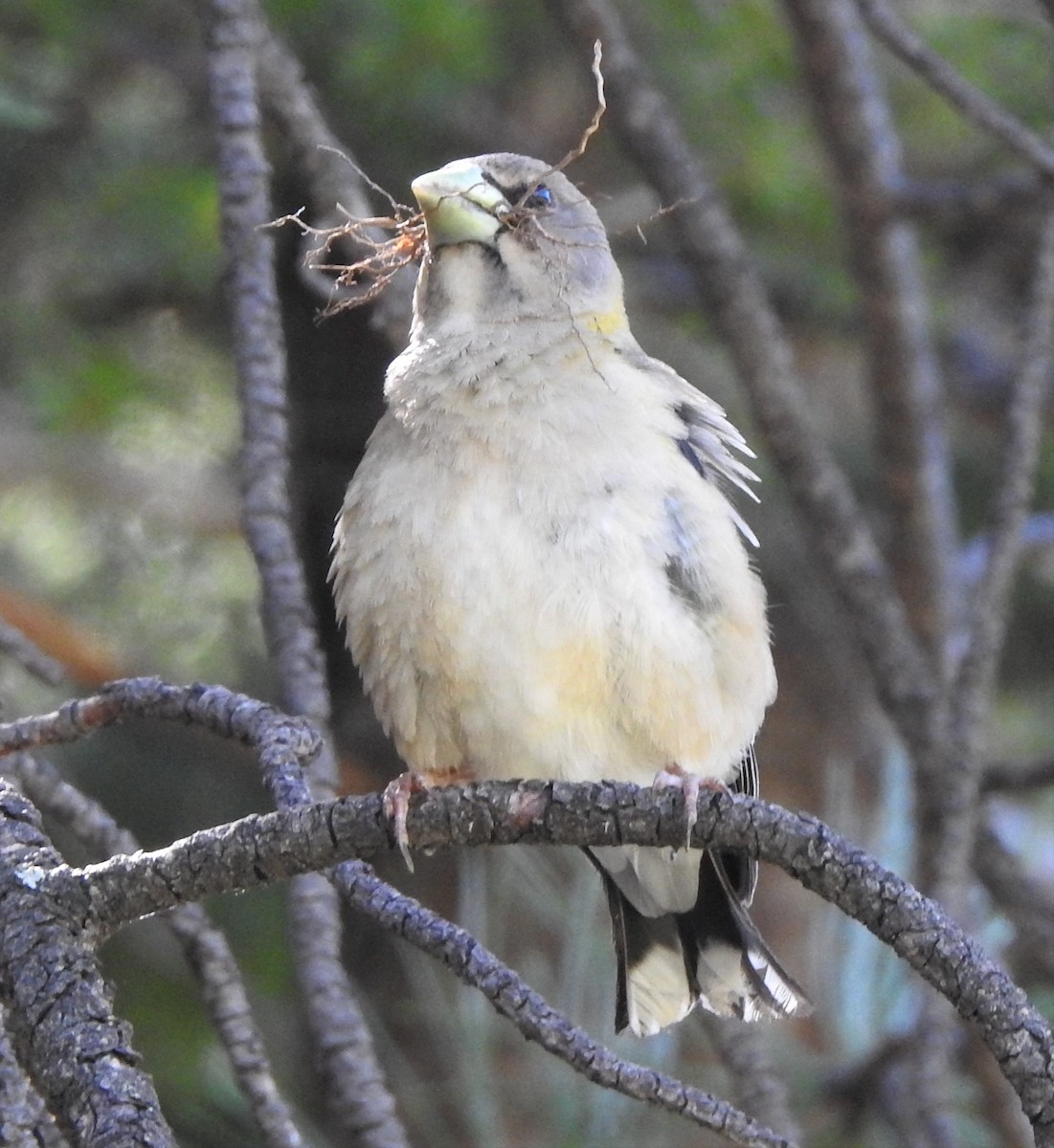 Evening Grosbeak - ML240424691